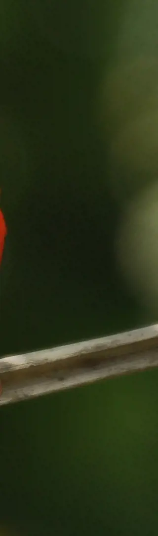 Auf Vogelsuche im Grande Montagne Nature Reserve